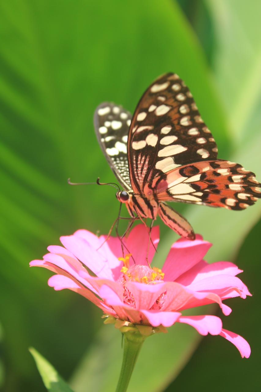 Anastasya. Saidong Simbolis mutualisme @tasya.said1117